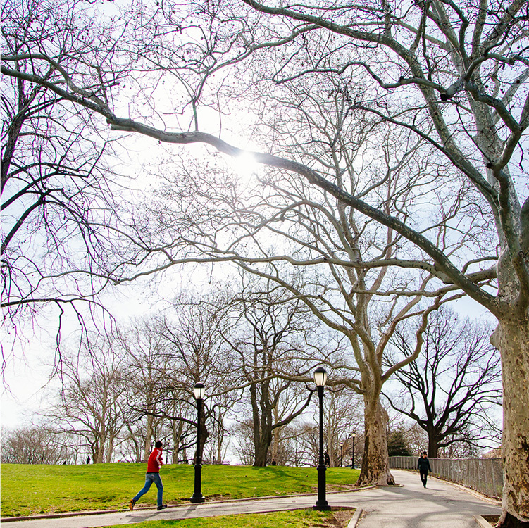 lamp posts and trees on a walking trail in sunset park